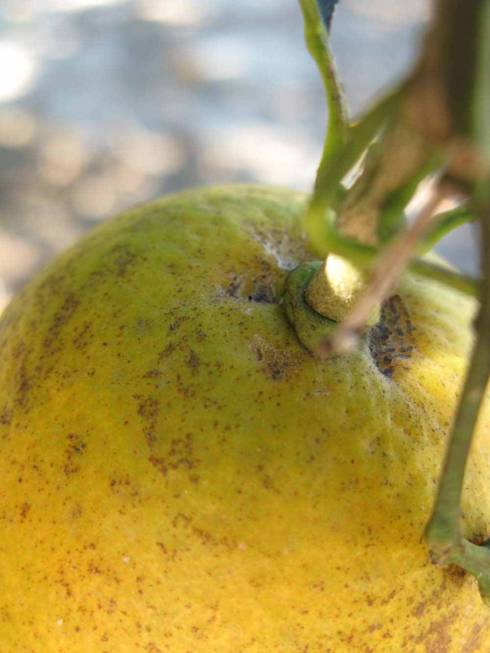            Fruit (Winter Haven, FL)   